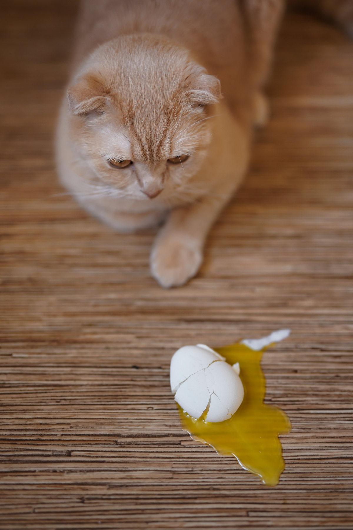 мышка бежала кот кошка яйцо разбилось желток скорлупа