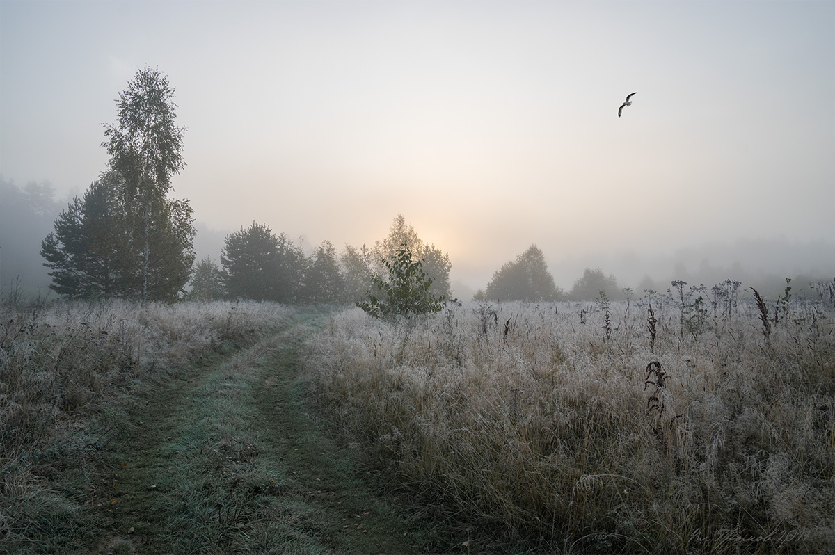 Навстречу утренней заре пейзаж осень туман утро