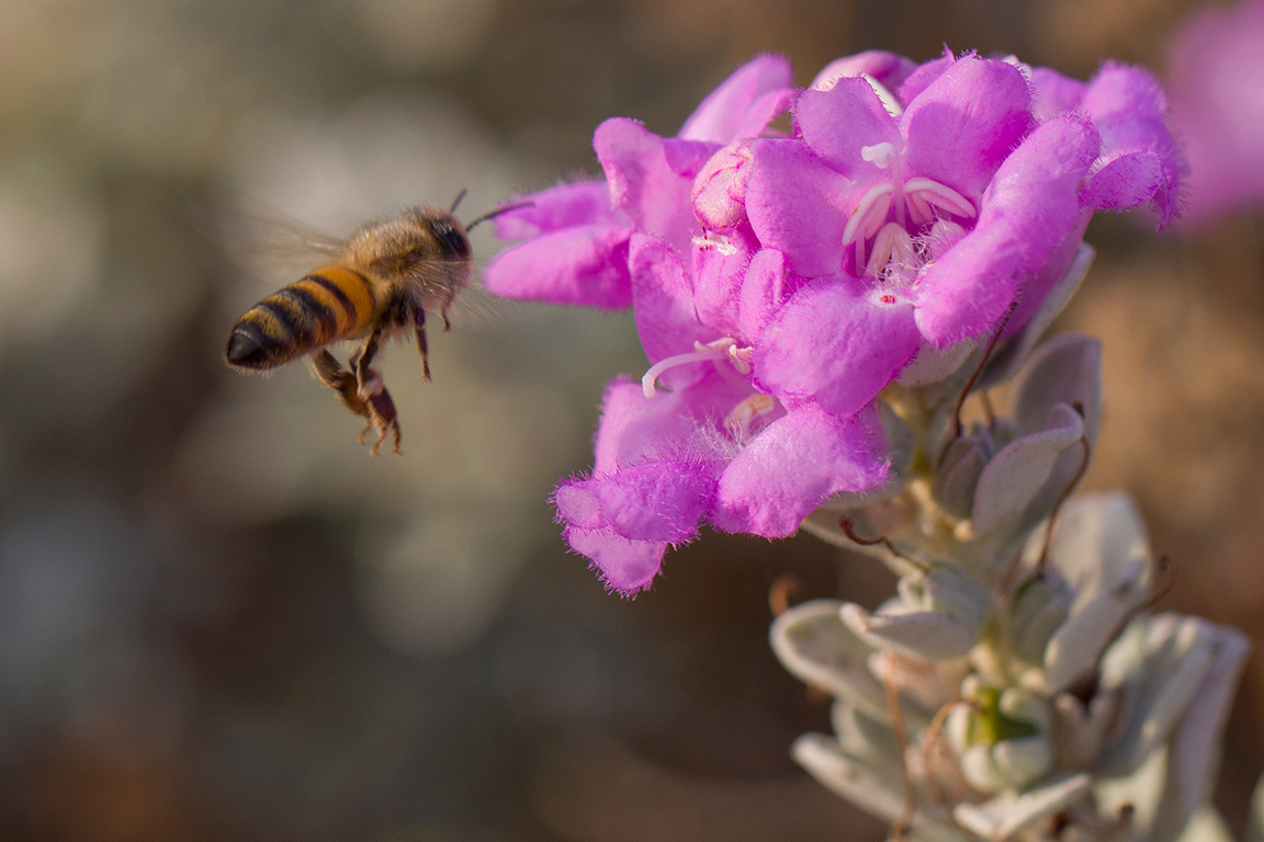 *** насекомые растения природа цветы пчелы солнечный свет