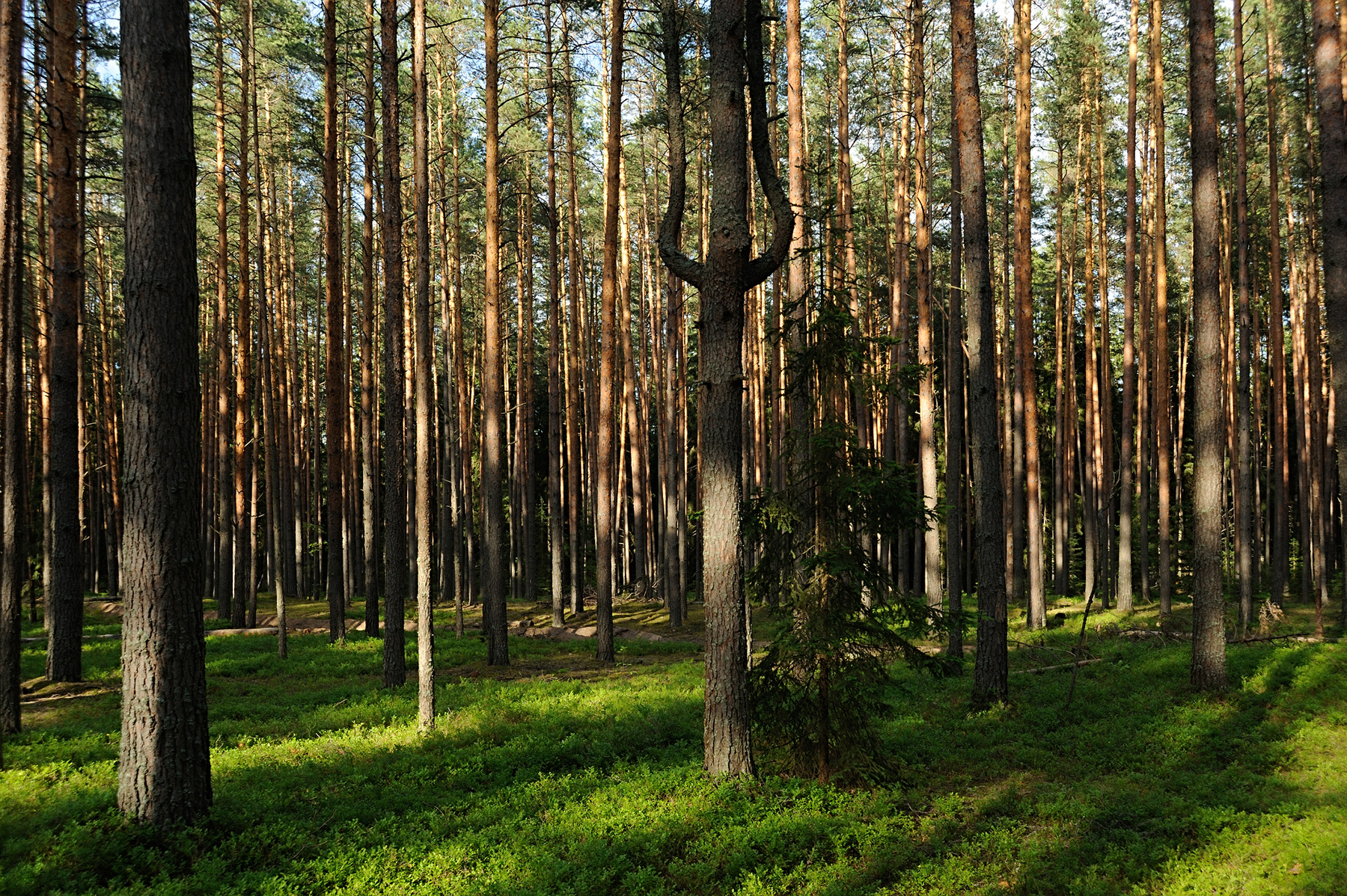 В черничном лесу Россия Тверская область сосновый лес природа лето