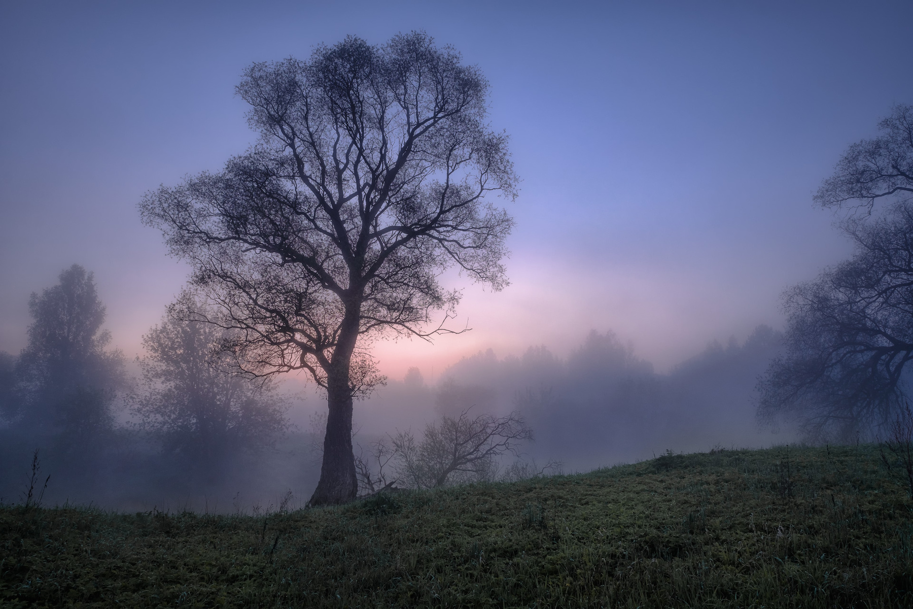 Дерево истра река дерево пейзаж рассвет небо туман утро