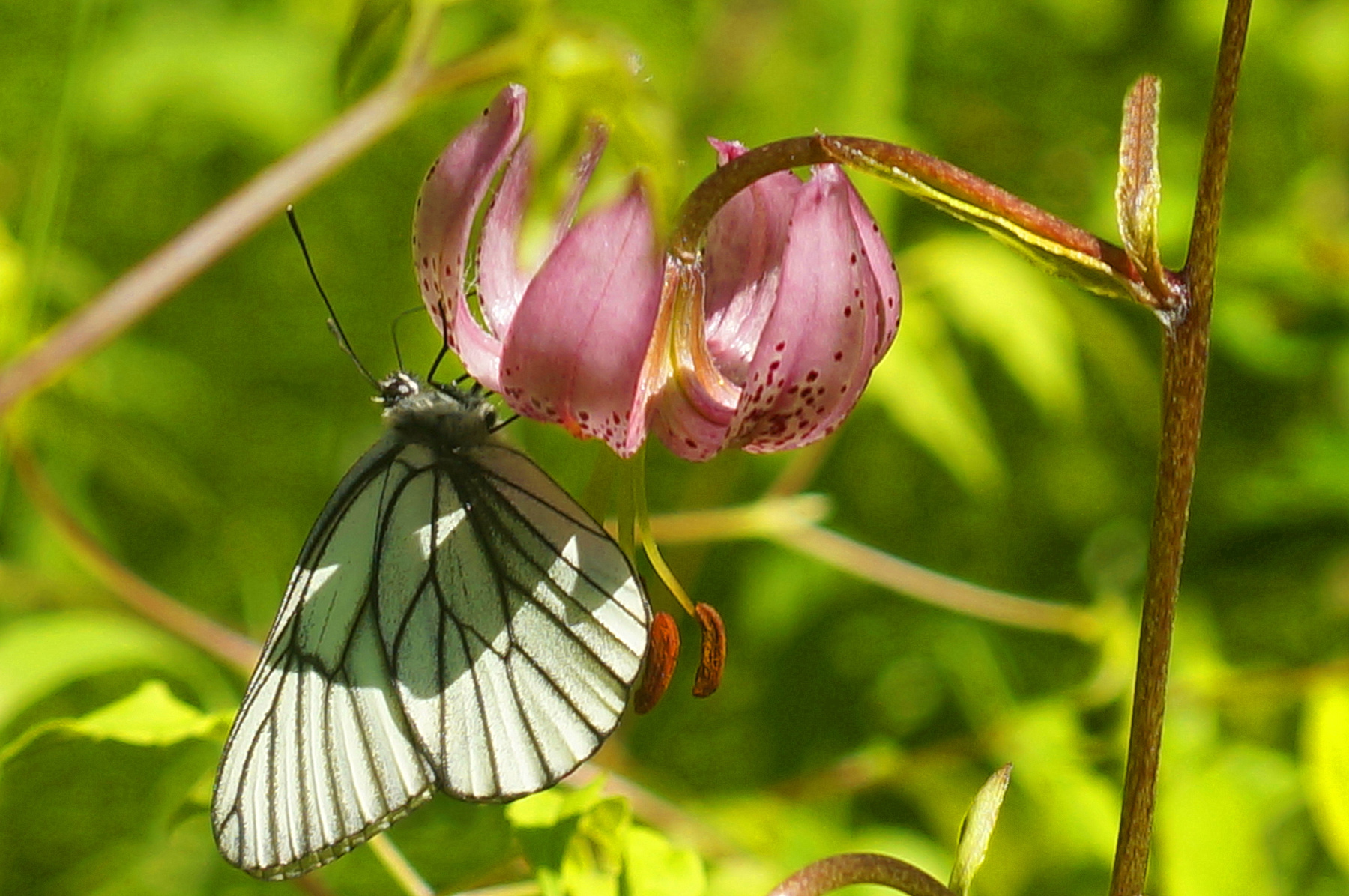 Боярышница на лилии бабочка боярышница лилия кудреватая лес лето