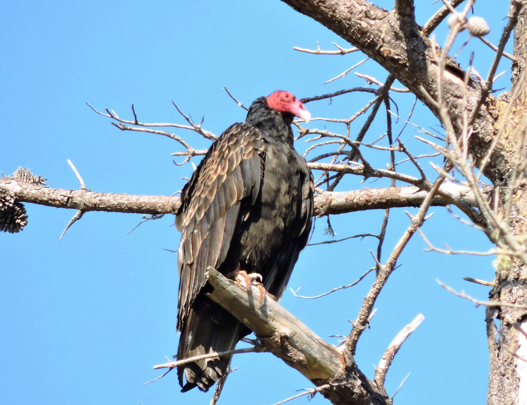 Фотография ...И взором обводит владенья свои (Гриф-Индейка. Turkey vulture)  из раздела фотоохота #6857147 - фото.сайт - sight.photo