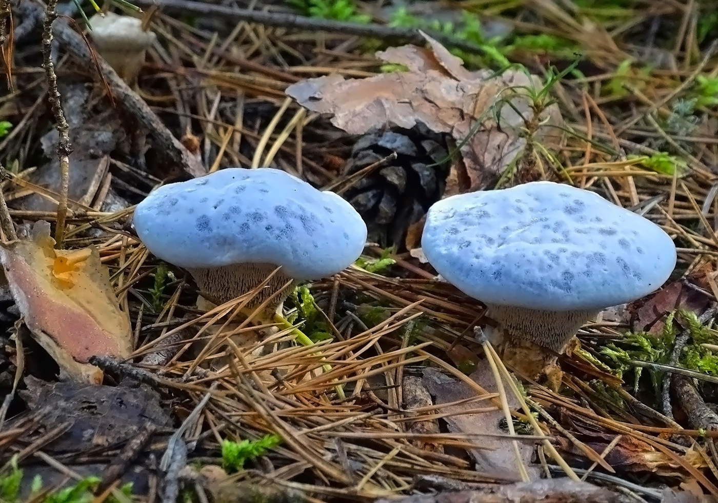 Гиднеллум голубой Сибирь Томская область природа грибы лето 2021