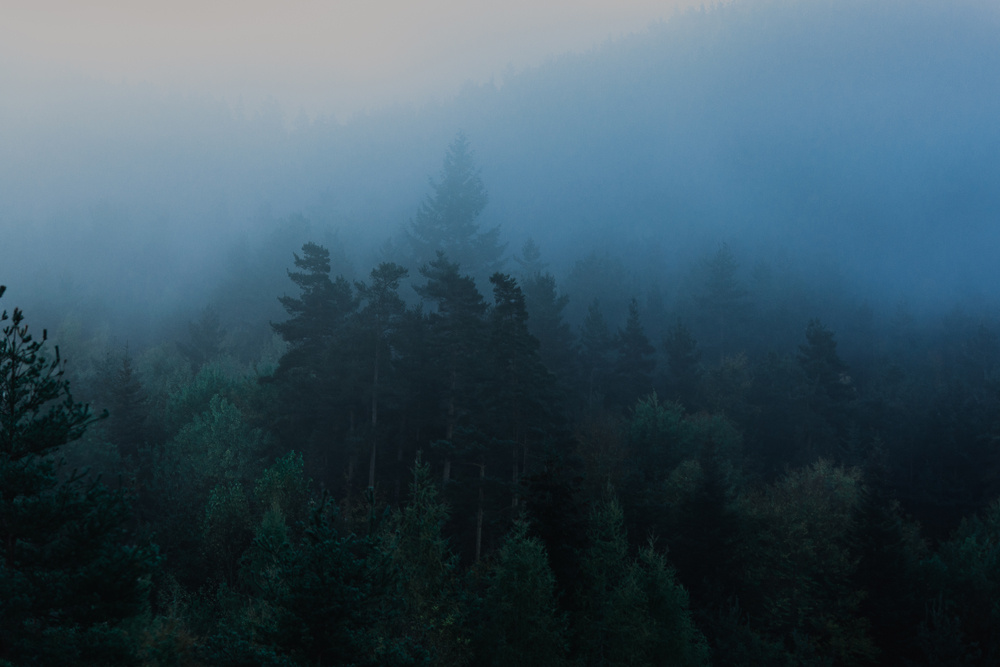 туман лес туман утро пейзаж природа