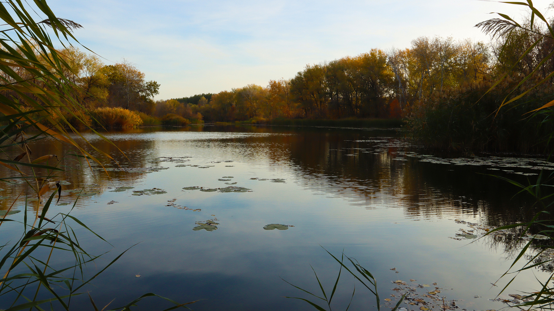 Утро на речке Река Бузулук речка у реки рассвет на реке рыбалка кувшинки водная гладь природа