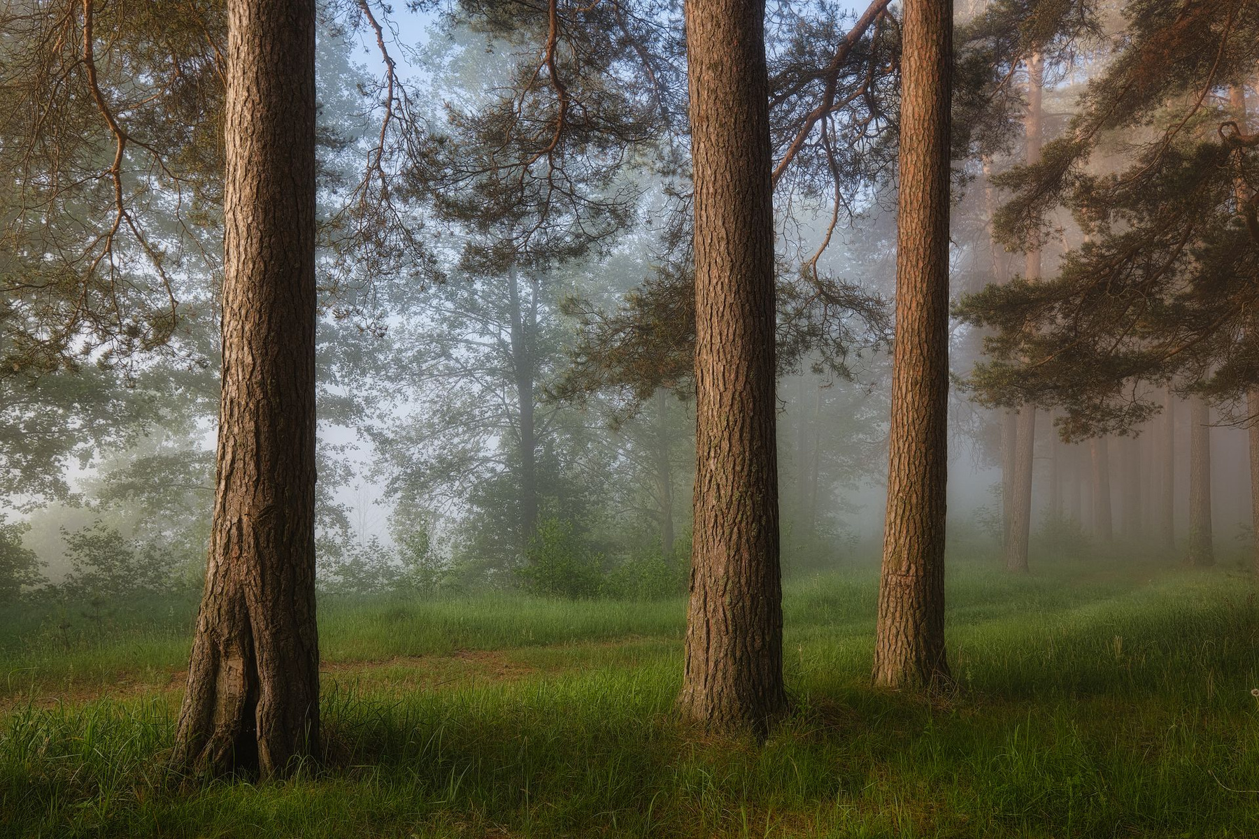 Три дерева в туманном лесу 