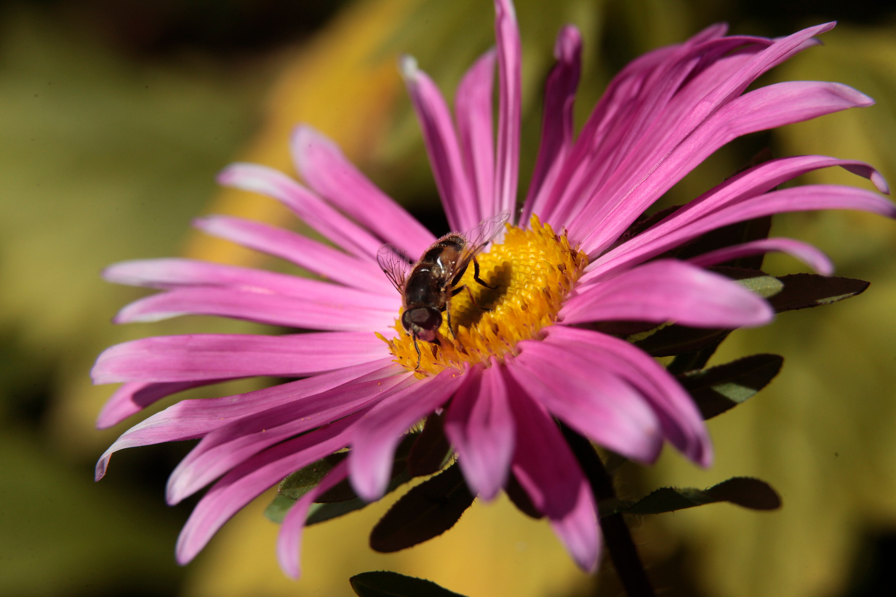 Busy as a bee цветок пчела