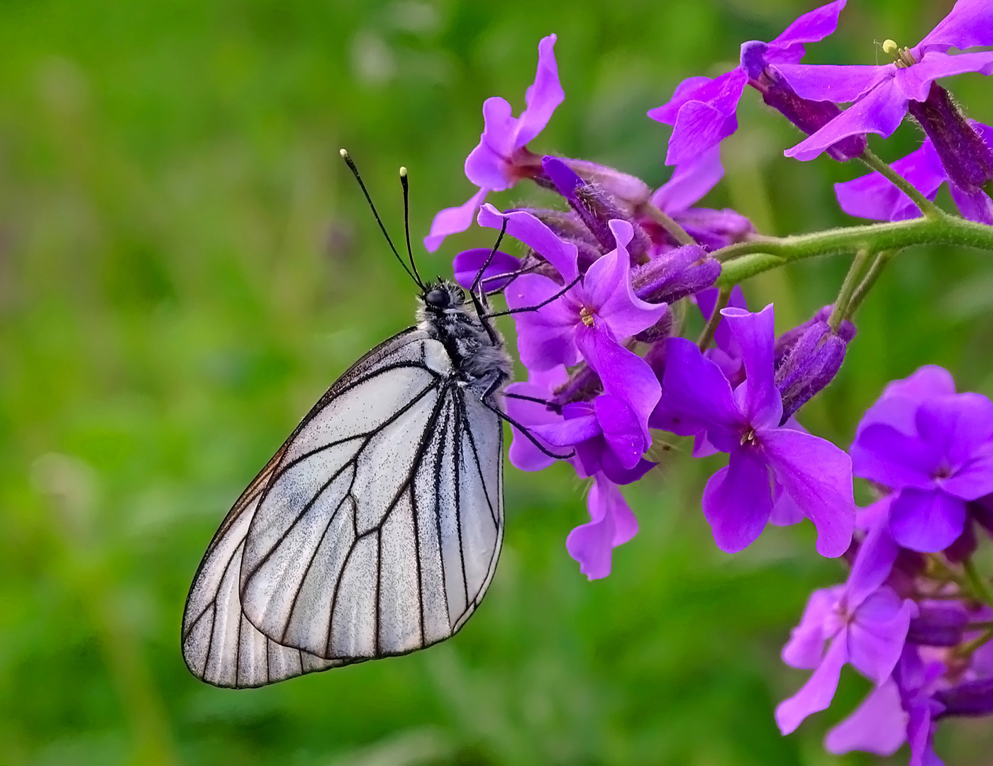 Боярышница Сибирь природа июнь 2021 бабочка боярышница макро