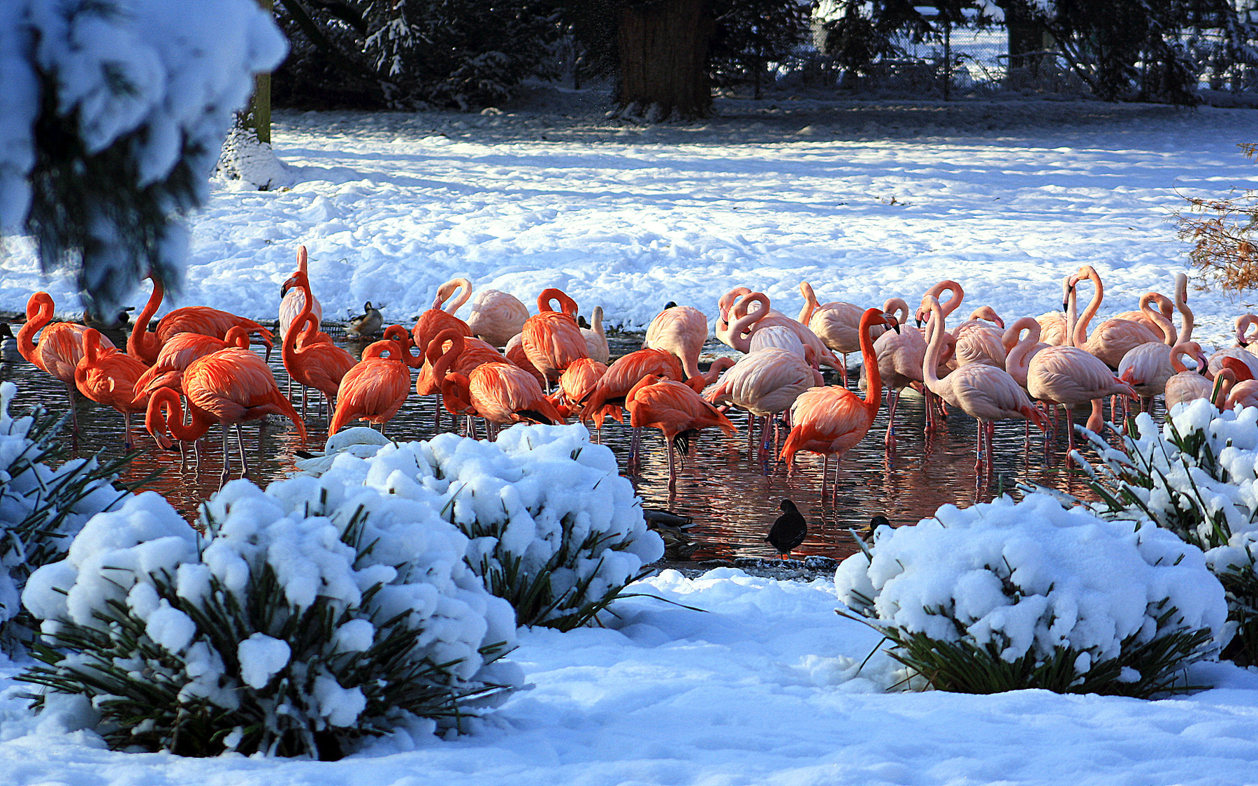 Среди снегов зима кёльнский зоопарк природа птицы снег фламинго