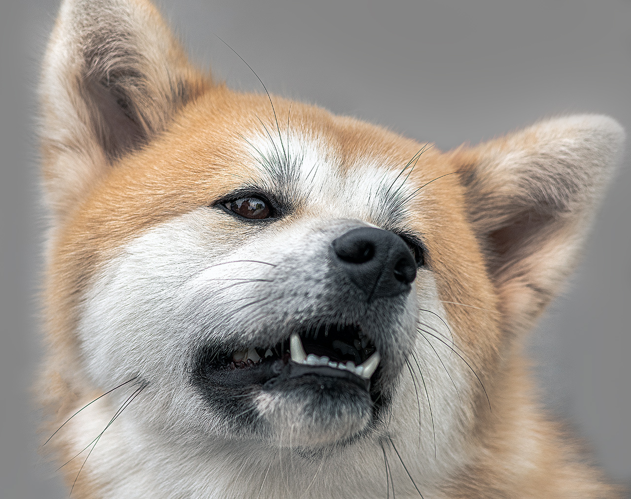 Показываем зубки собака портрет зубы