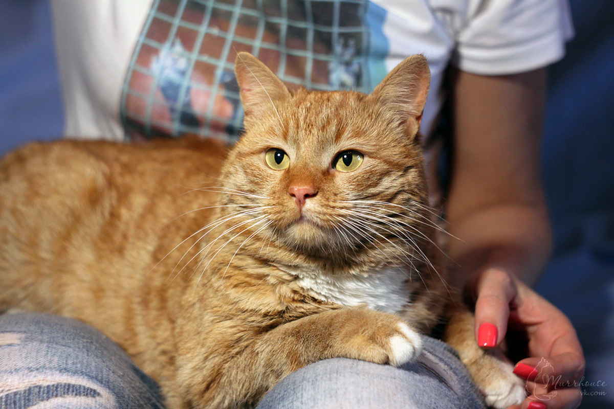 Чеширский кот рыжий котище портрет котопортрет