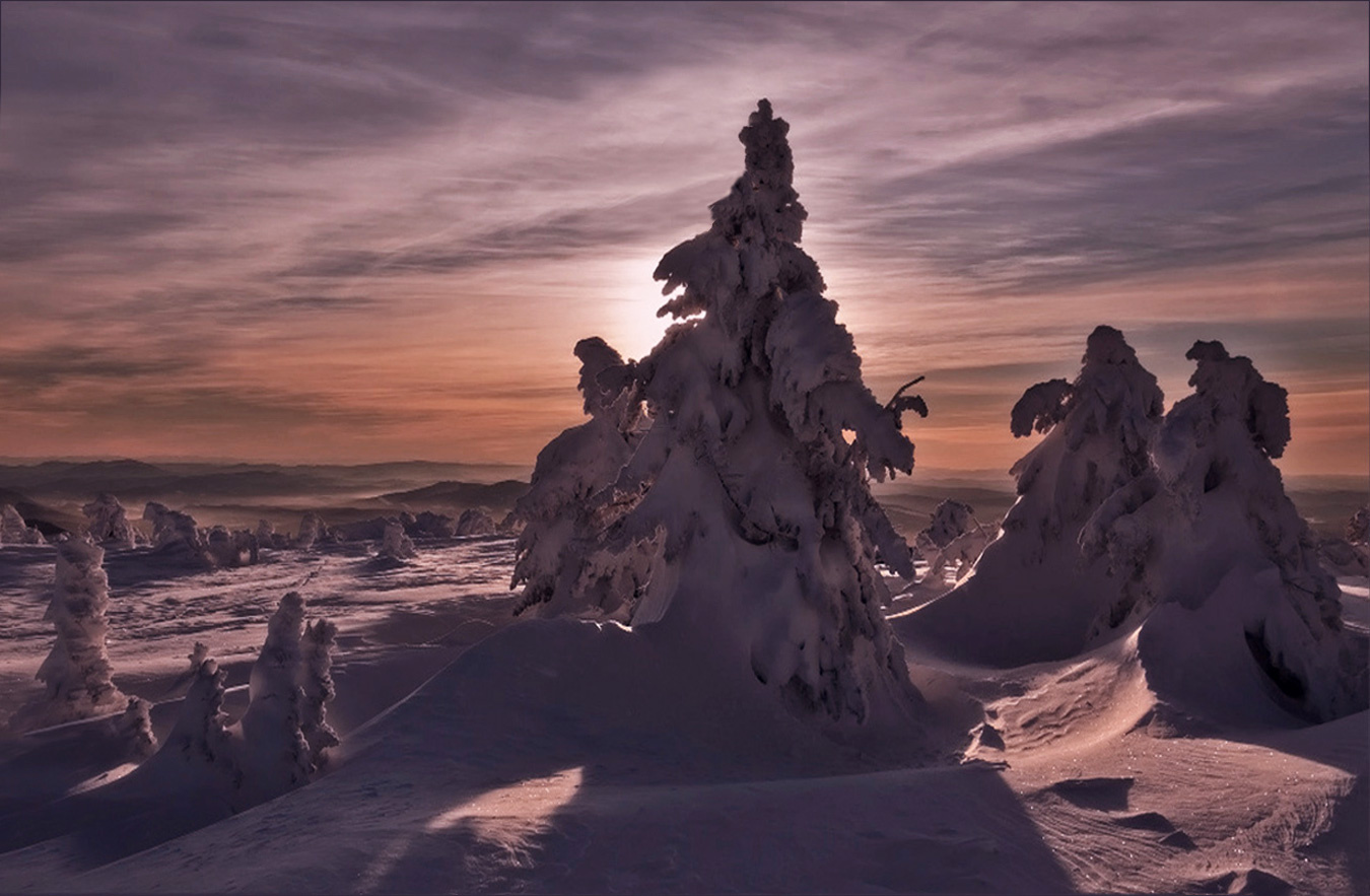 Зимние стражники зима природа причудливые формы заснеженных деревьев