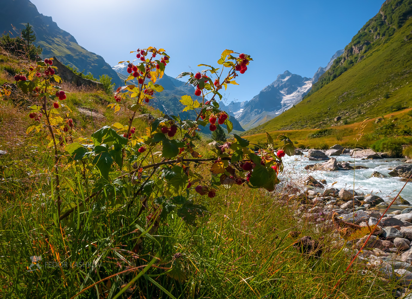 Вкус лета Северный Кавказ макро луг трава лето летнее малина ягода красный зелёный горы вершины горное