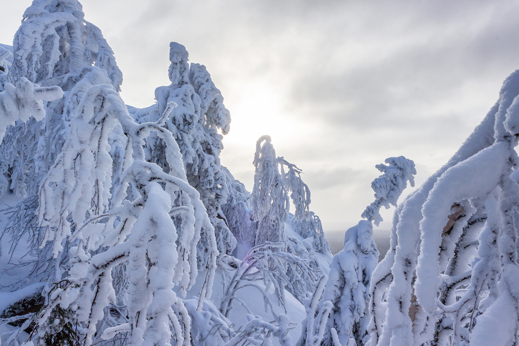 Снежное царство зима снег дерево пейзаж природа туризм Пермский_край Урал