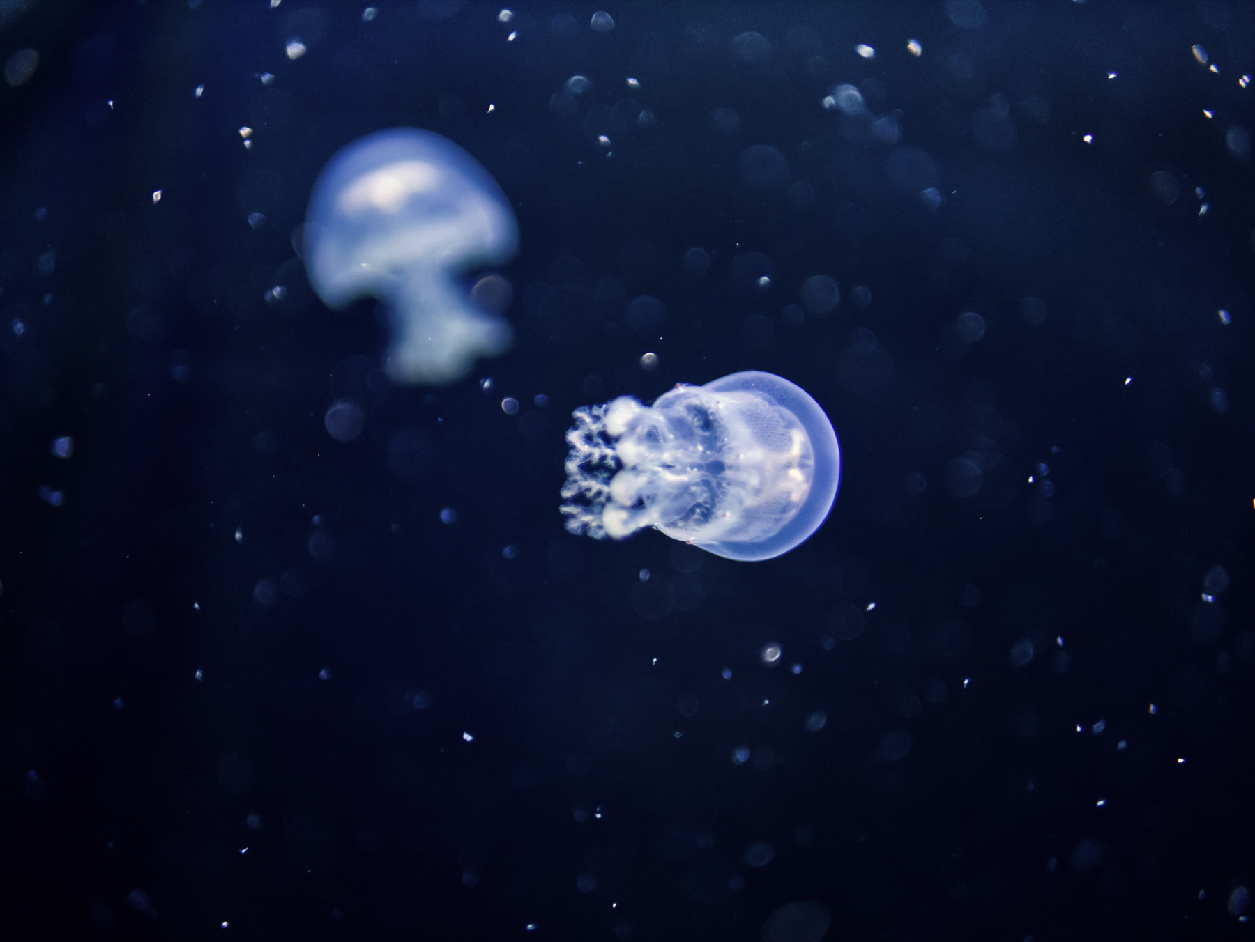 Загадка глубин Медуза океан морские жители животные море океанариум