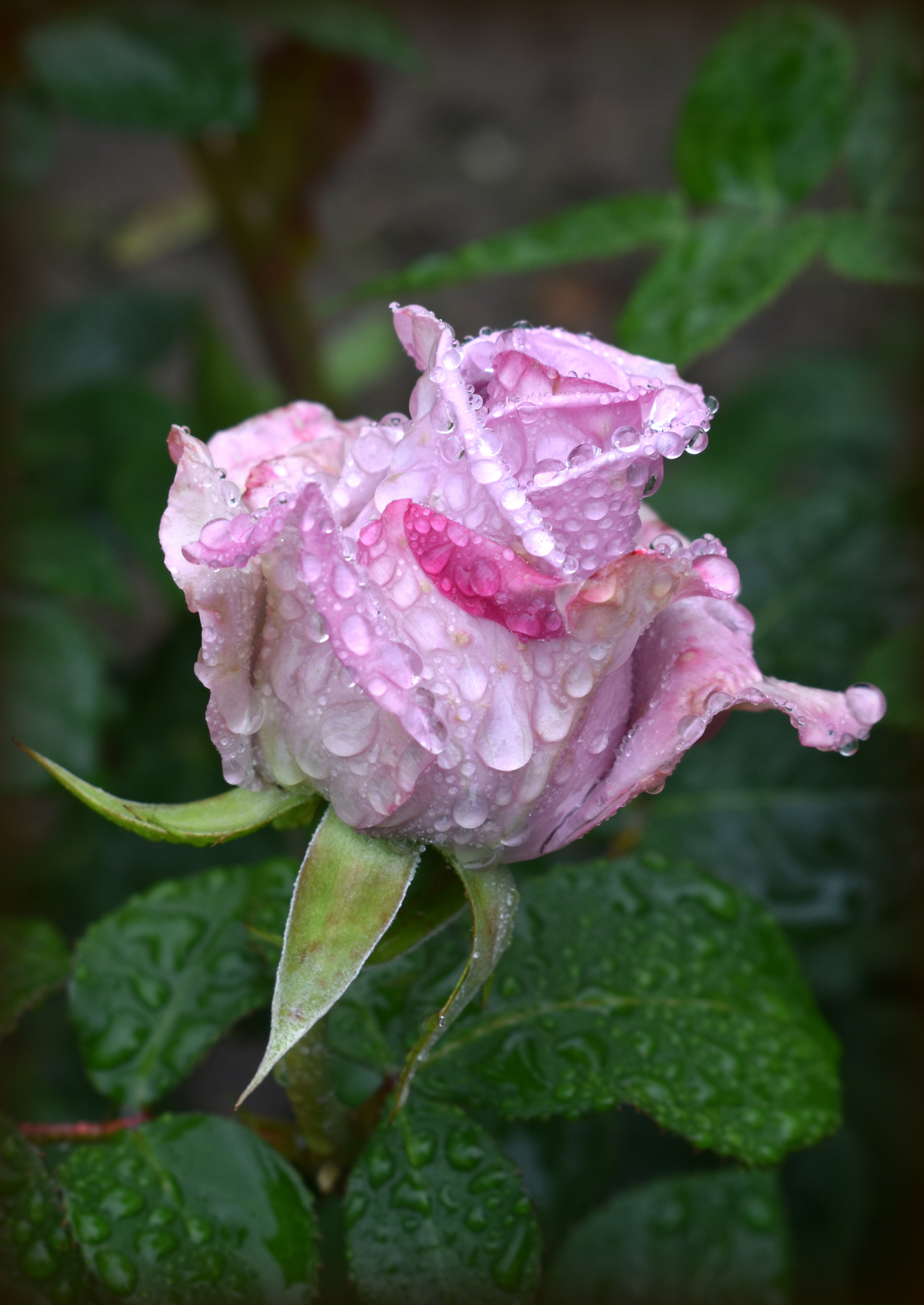 Бутон лето июнь роза капли дождь лист