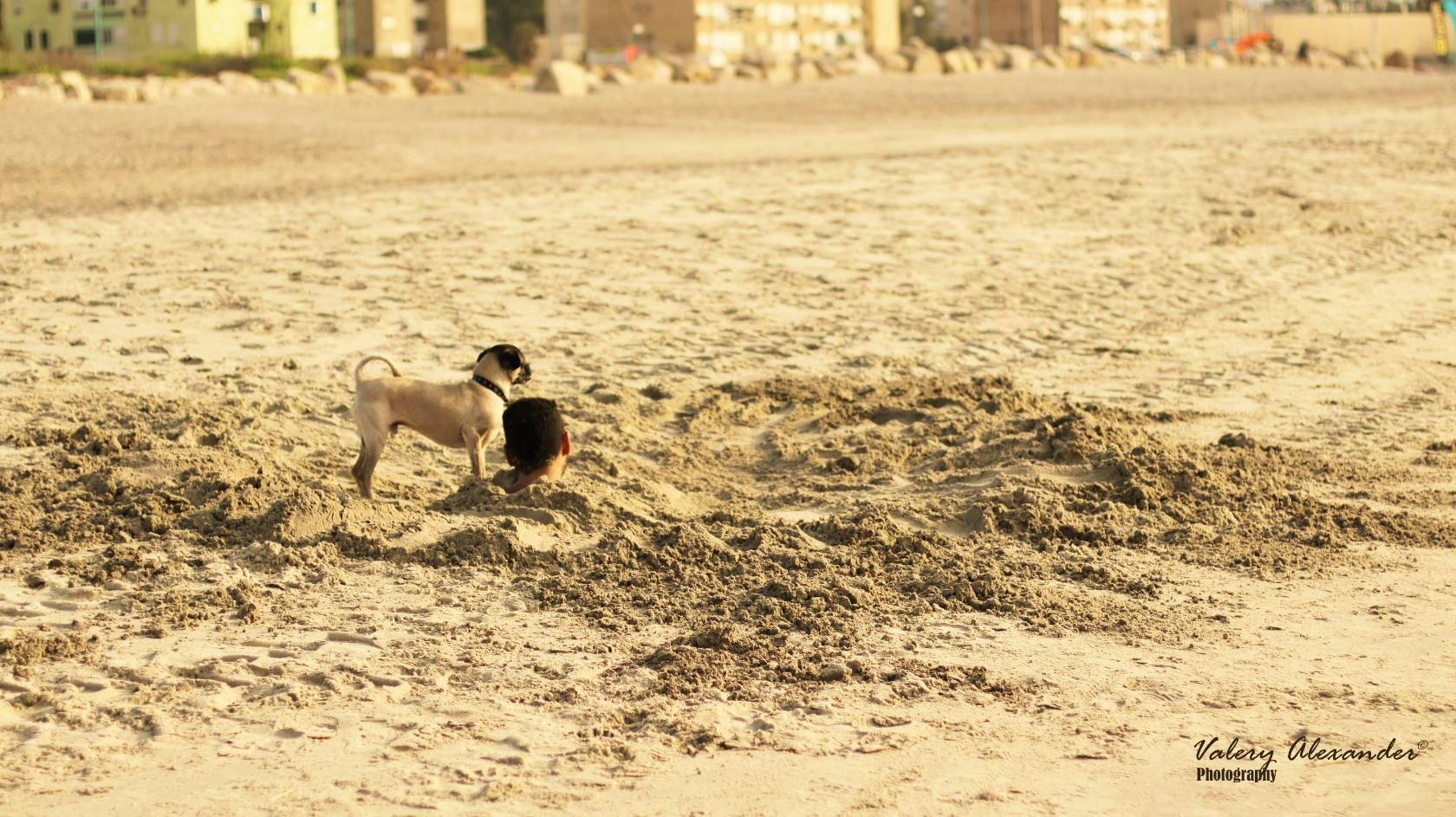 "Вот откопаю, и будь здоров" Кирьят ям пляж море люди собаки забавное
