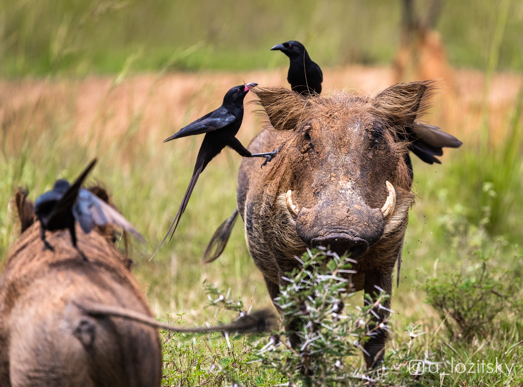 Бородавочники и их друзья вороны. Уганда. 