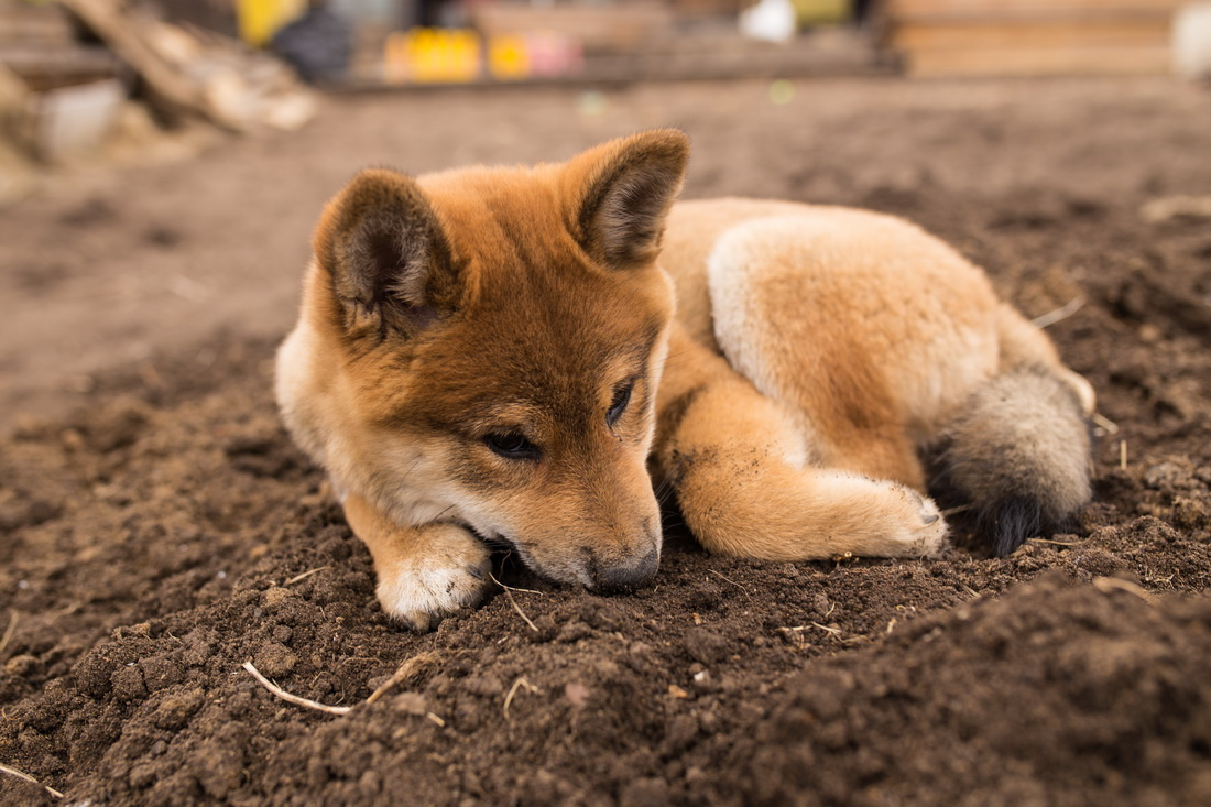 Умаялся собаки Япония сиба-ину самурай шиба щенок малыш весна дача