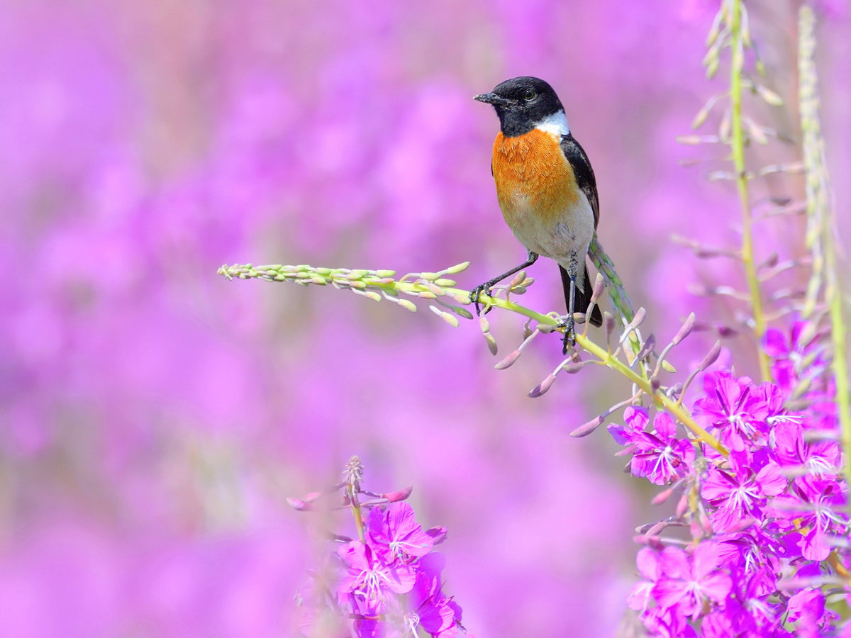 Песни летнего луга природа птицы фотоохота чекан черноголовый