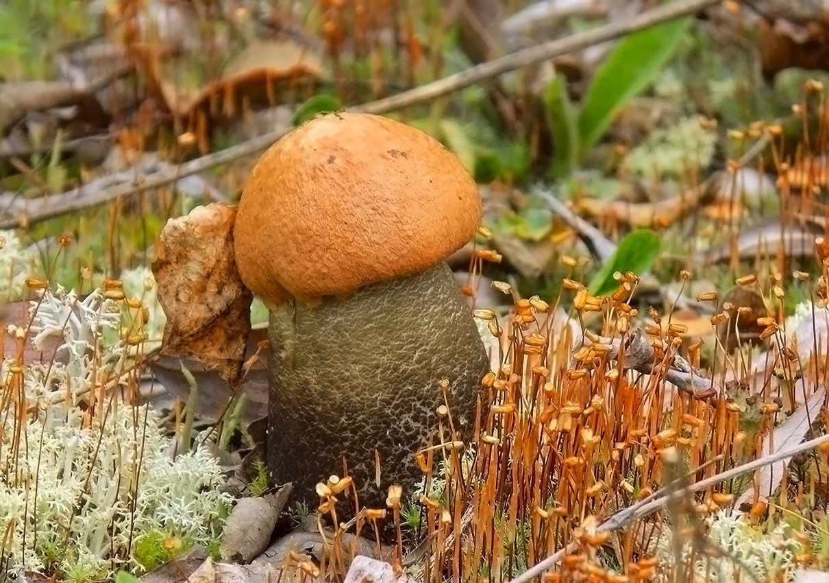 Подосиновик Сибирь лето природа грибы