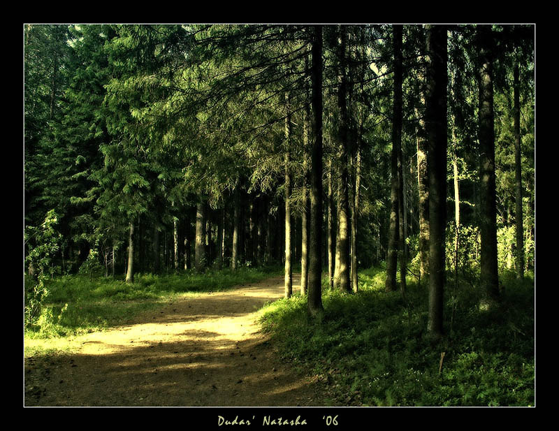Летом в лесу 