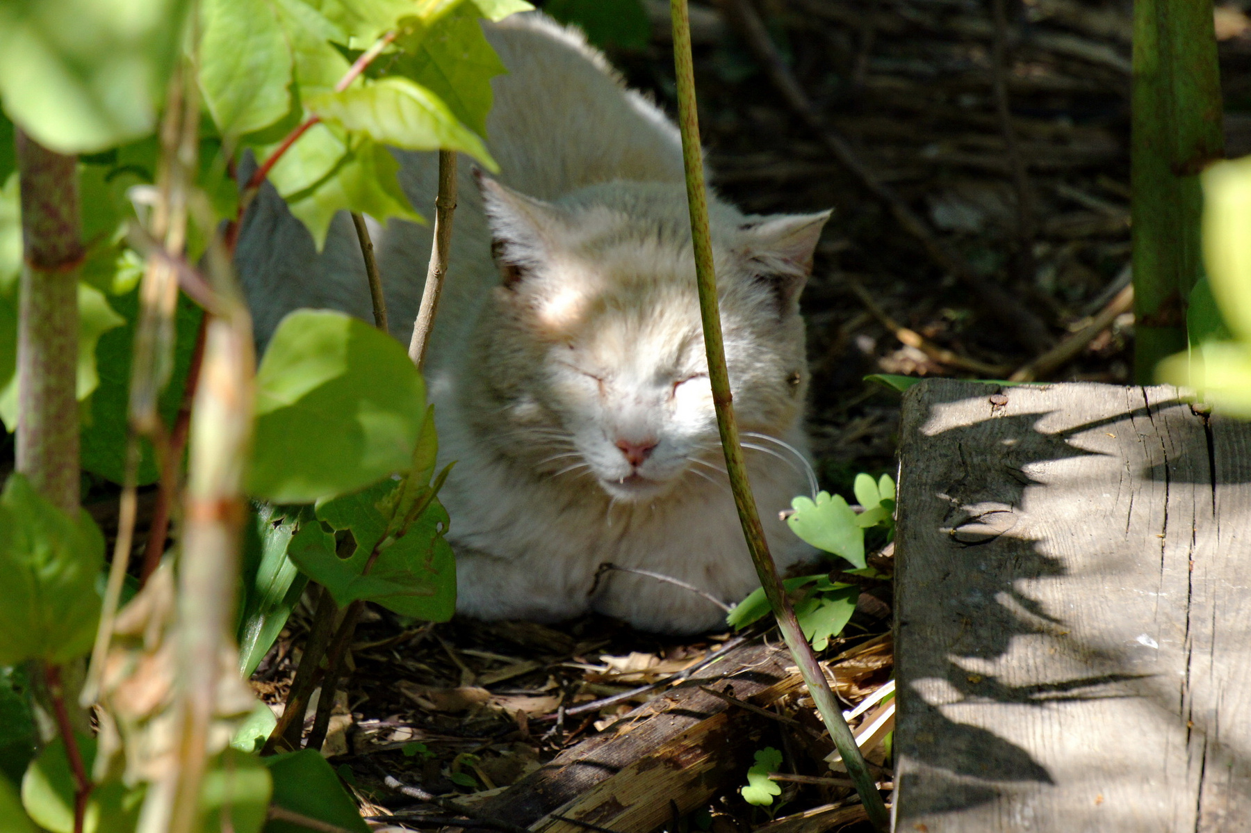 Утомленный солнцем кот кошка caturday ярославль тутаев волга солнце тень
