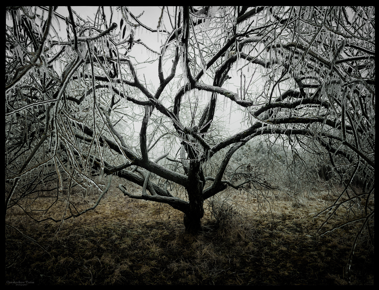 обледенение пейзаж природа гололед лед мороз погода парк дерево лес зима украина