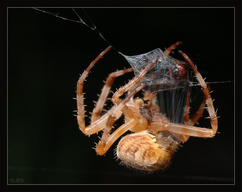 Познавательно- развлекательная программа «Как паук плетет паутину» прошло в СДК «Надежда»