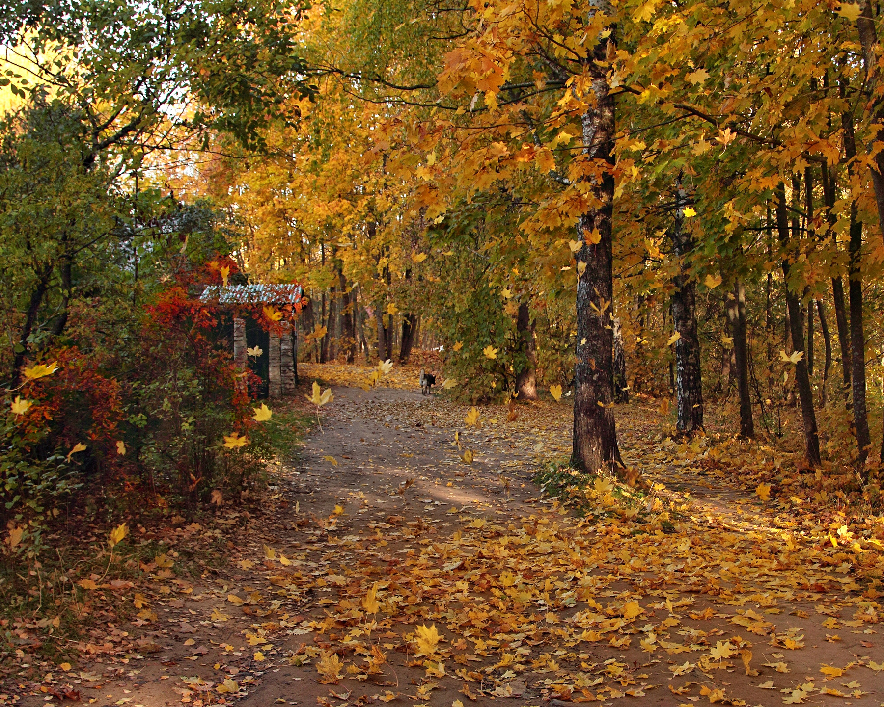 Изборское время - осень Изборск осень листья