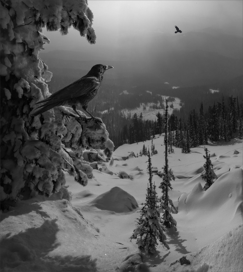 *** морозным утром природа птицы красивые виды зима сибирь