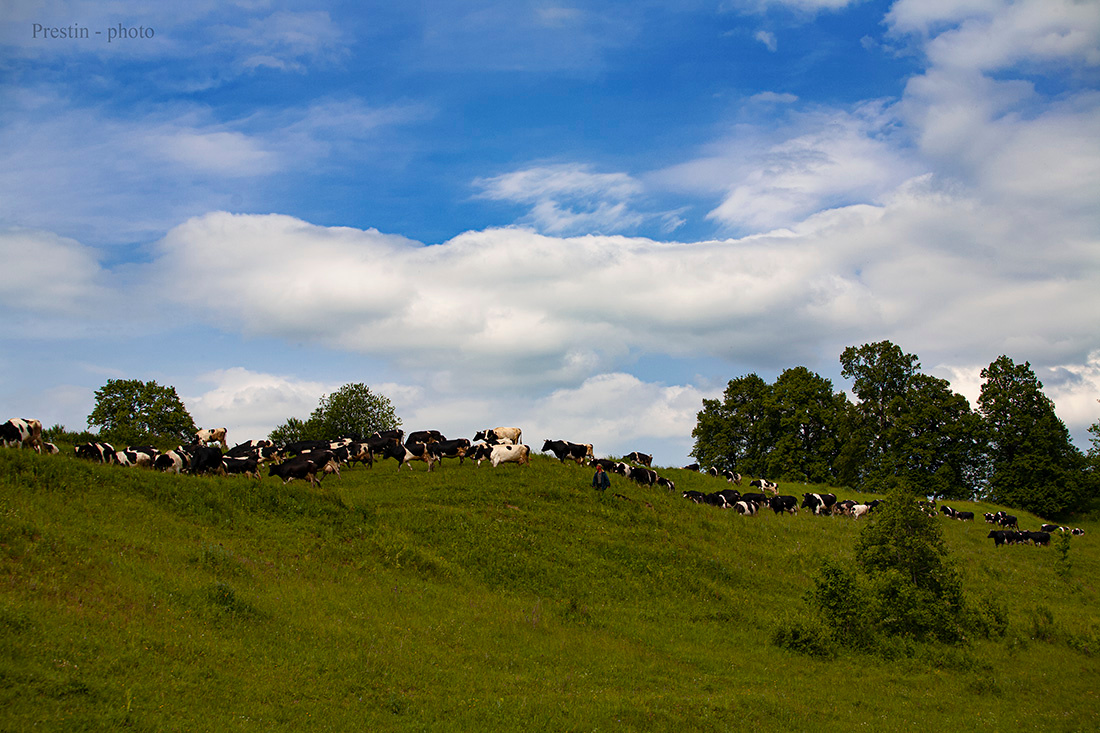 Куда уходит мясо... коровы небо облака трава деревья кусты пастух
