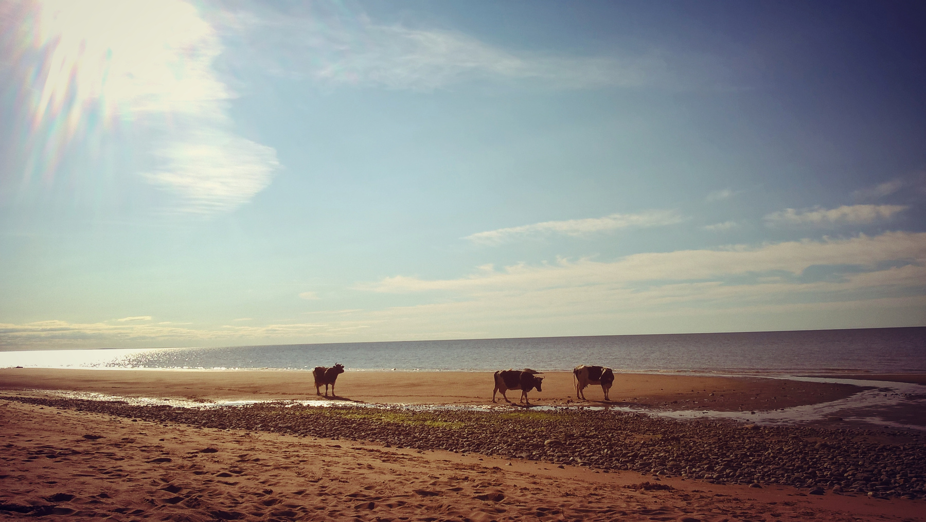 *** коровы на прогулке море пляж природа