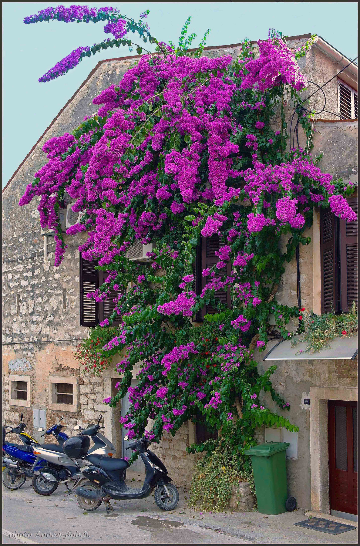 Украшение дома Хорватия Ровинь стена окна цветы бугенвиллия мотороллеры