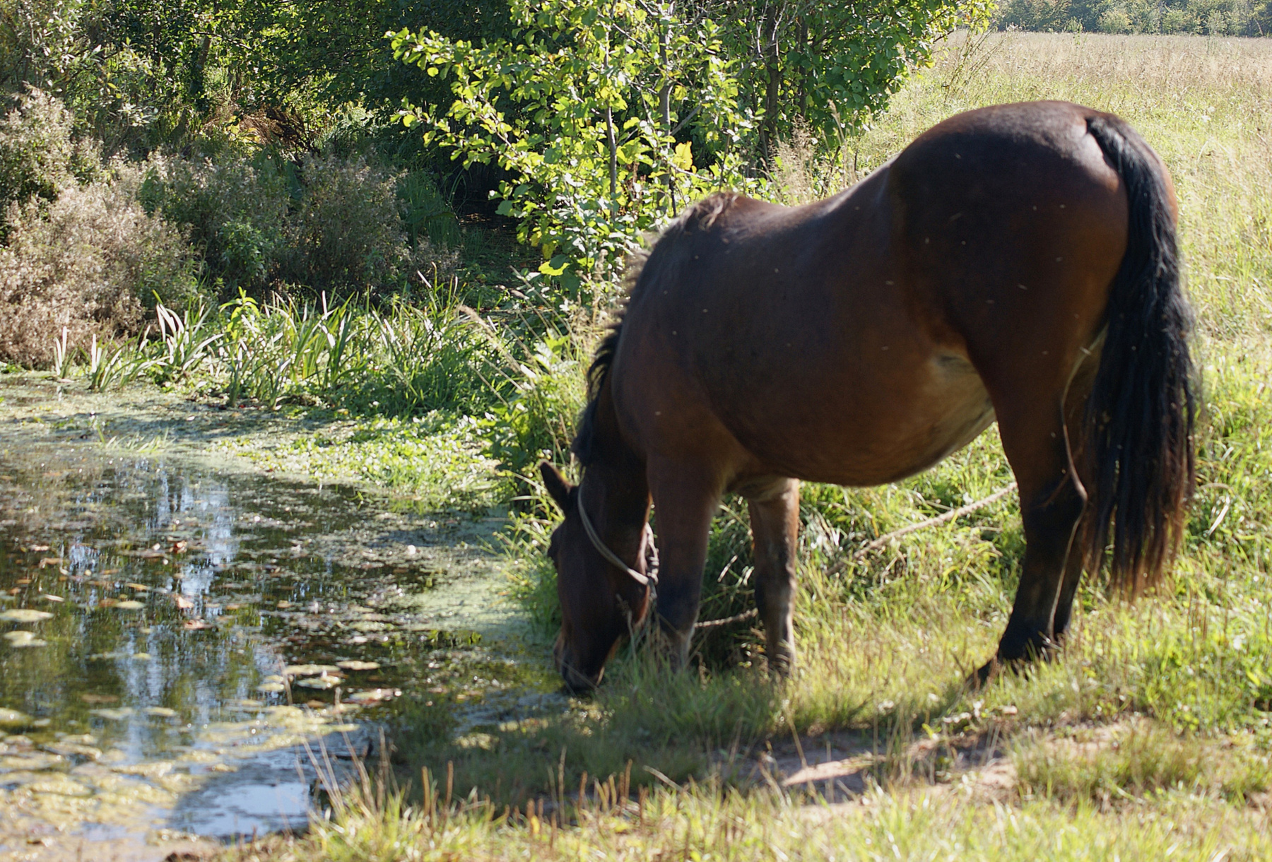 Жара лето речка лошадь водопой