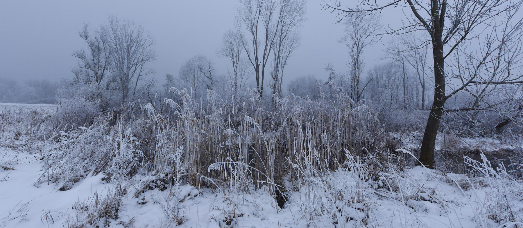 Туманным утром у ручья зима утро ручей туман