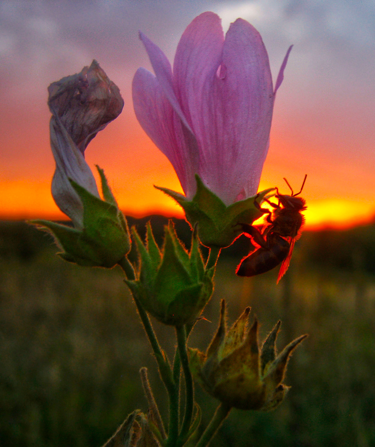Этюд с закатом вечер закат пчела насекомые лето цветок алтей природа