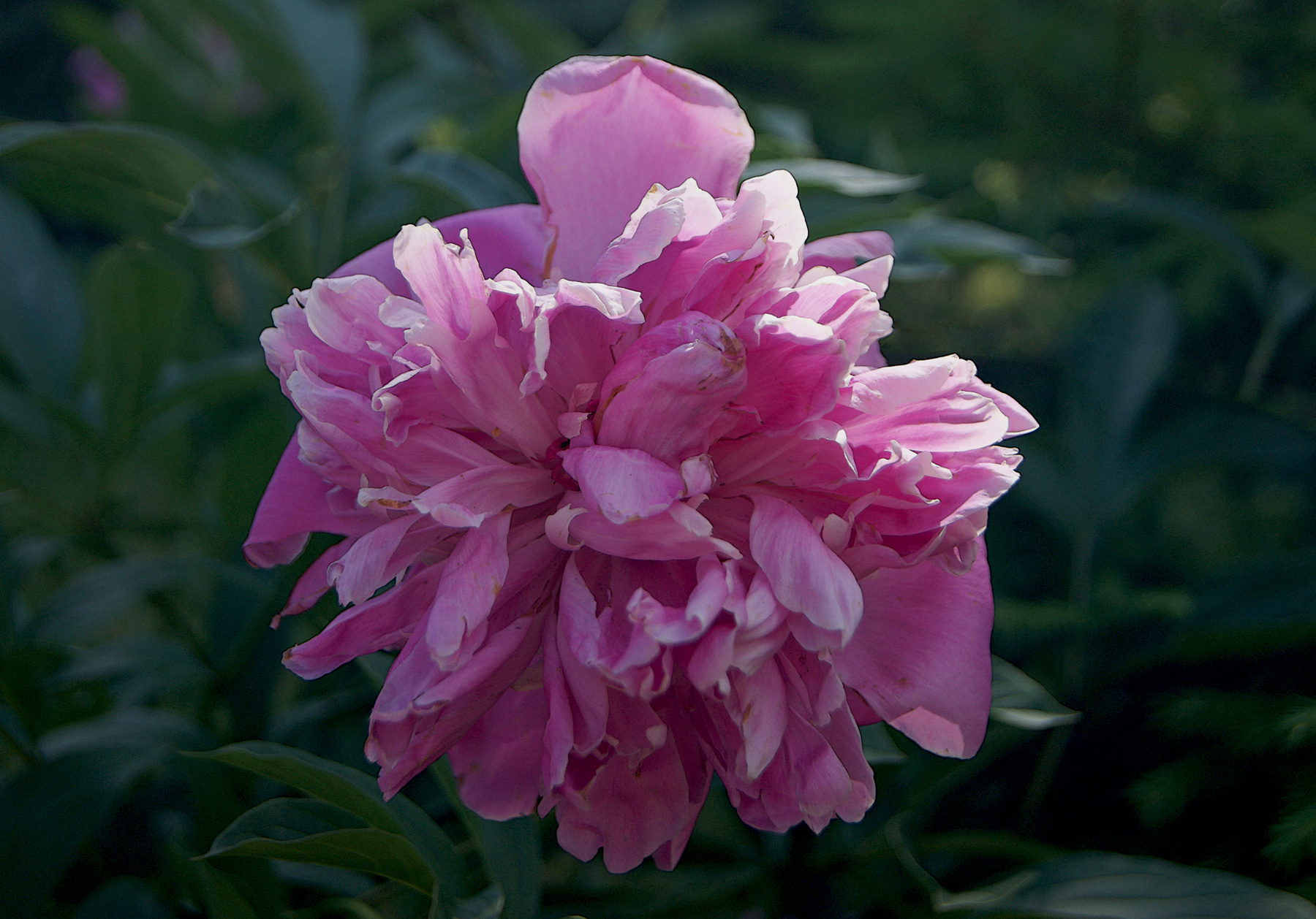 За́спанный пион цветы розовый пион