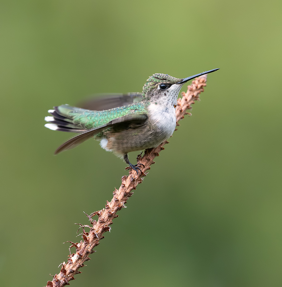 Колибри - Ruby-throated Hummingbird. Female 