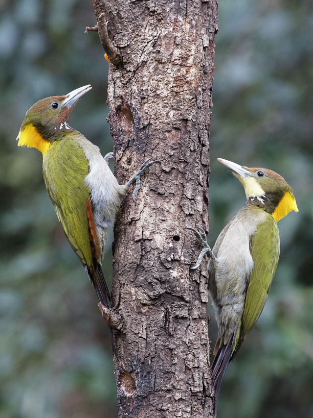 Семейная парочка. Желтошейный зелёный дятел The greater yellownape Chrysophlegma flavinucha India
