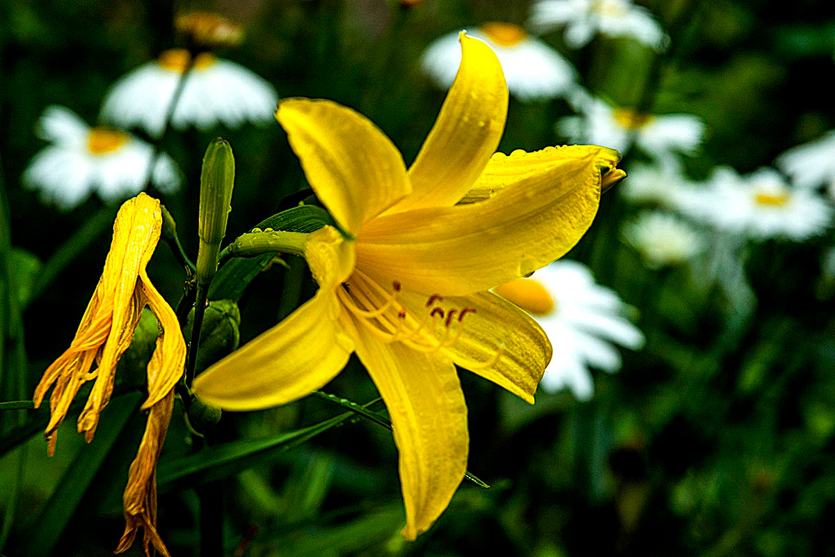 Лилия. природа цветы
