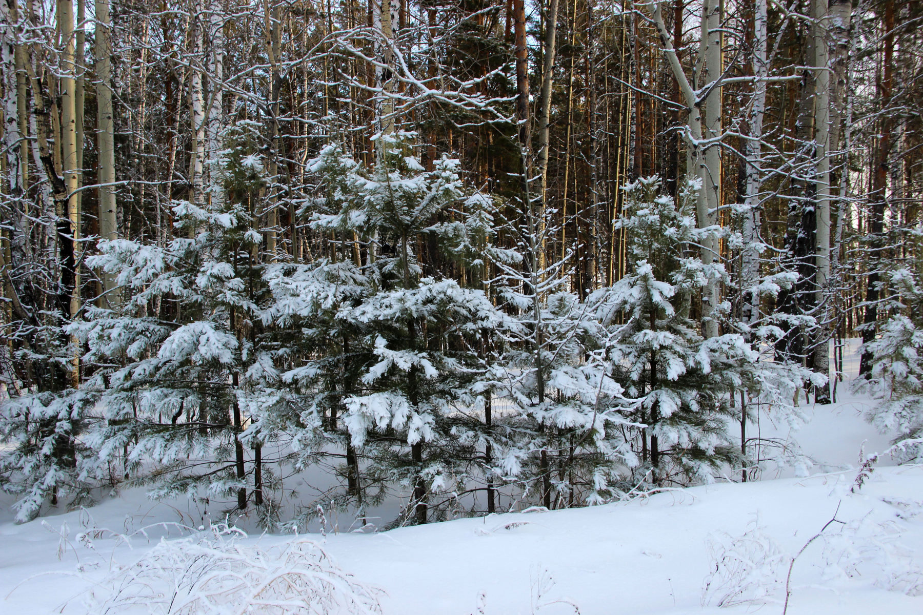 Подружки Сибирь зима иней серебро снег деревья