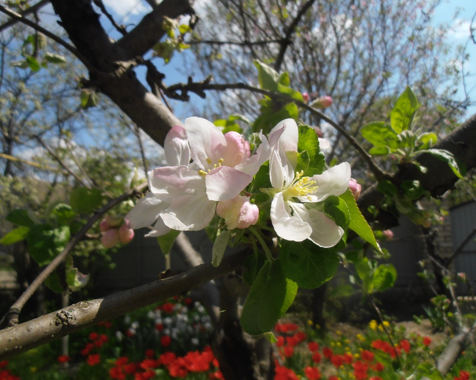 Зацвела яблоня весна дома сад