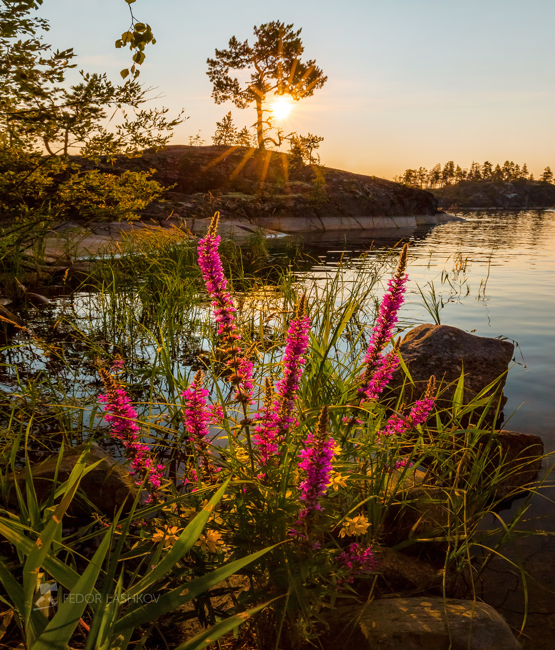 Летняя Ладога Ладожское озеро Карелия шхеры лето остров гранит рассвет вода сосны флора цветы