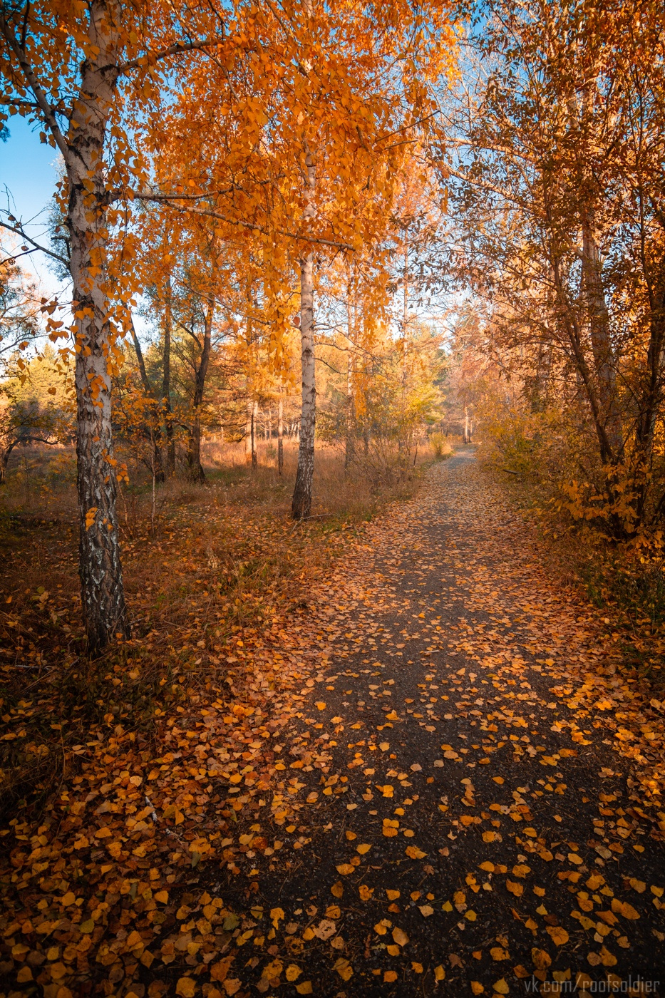 Осень в Омске Омск город провинция регион россия открытка осень листопад лес сад парк пейзаж