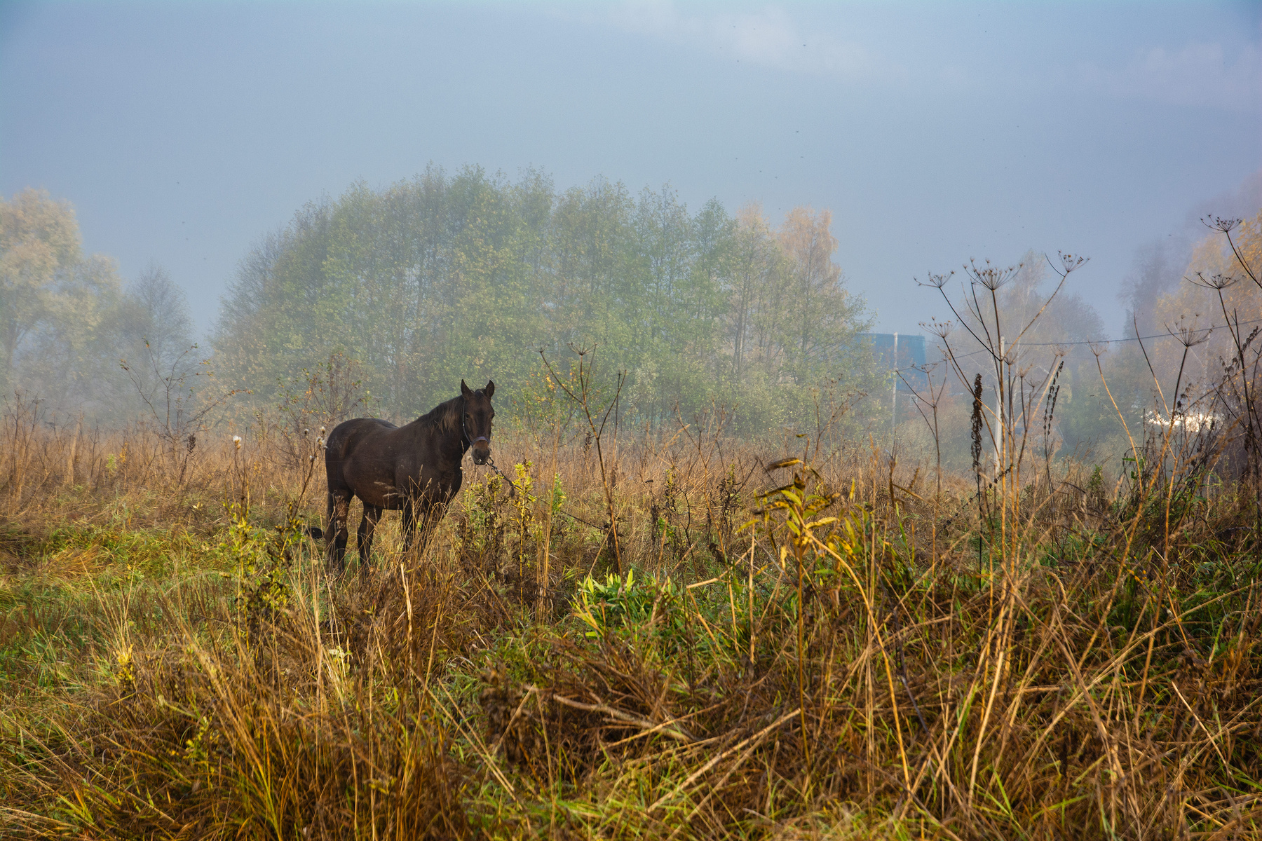 Лошадь в тумане 