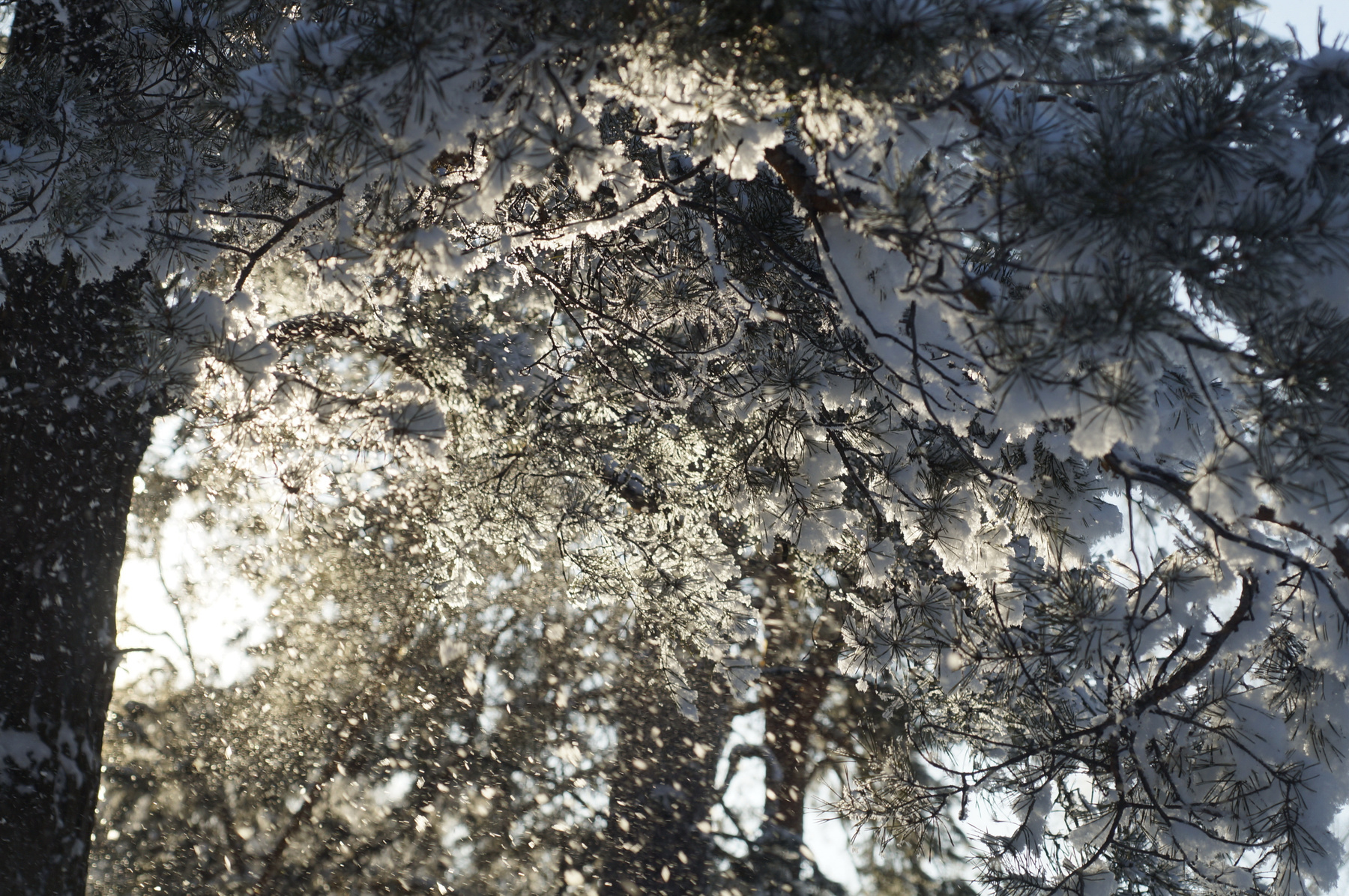 Зимние картинки зима сосна лес снег