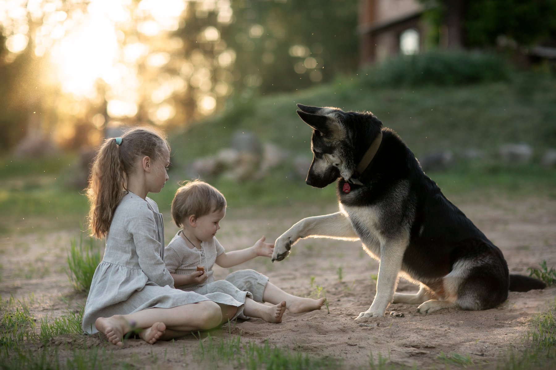 Дружба собака дети закат