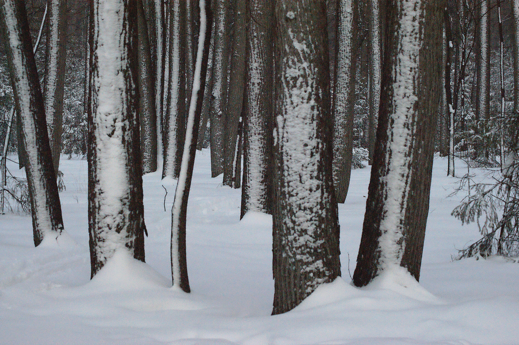 Графика зимнего леса зима январь лес деревья